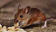 24 Hour & Emergency Exterminators in Jud, ND